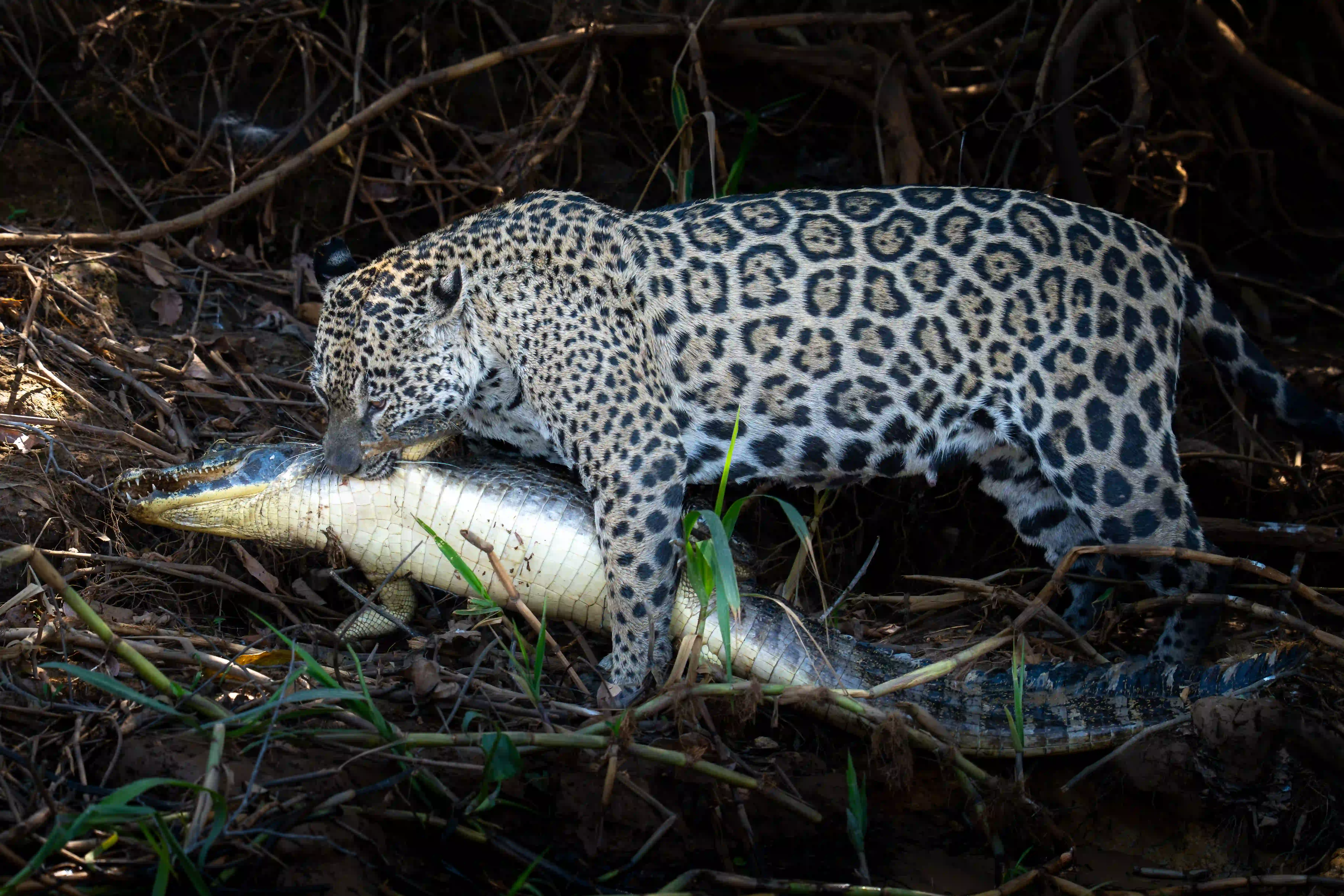 Pantanal Jaguar Expedition gallery image 15